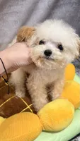 Vasya tiny, a male Maltipoo for sale in San Diego, CA – 2 of 2