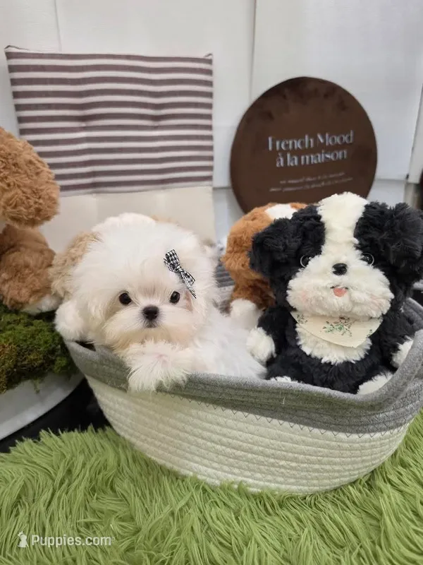Berenice  – Maltese puppy for sale in San Diego, CA