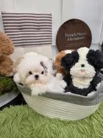 Berenice , a female Maltese for sale in San Diego, CA – 1 of 3