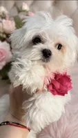 Gabby, a female Maltese for sale in San Diego, CA – 2 of 2