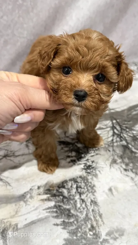 Luis  – Maltipoo puppy for sale in San Diego, CA