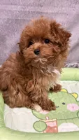 Luis , a male Maltipoo for sale in San Diego, CA – Photo 2 of 2