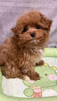 Luis , a male Maltipoo for sale in San Diego, CA – Photo 1 of 2