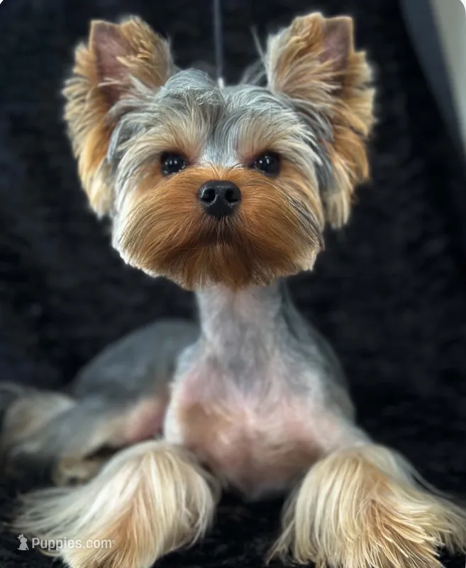DILLAN NUTERED  – Yorkshire Terrier puppy for sale in San Diego, CA