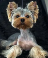DILLAN NUTERED , a male Yorkshire Terrier for sale in San Diego, CA – 1 of 1