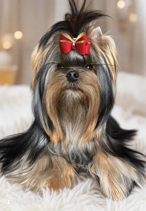 Halif – Yorkshire Terrier puppy for sale in San Diego, CA
