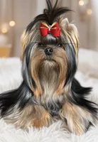 Halif, a male Yorkshire Terrier for sale in San Diego, CA – 1 of 1