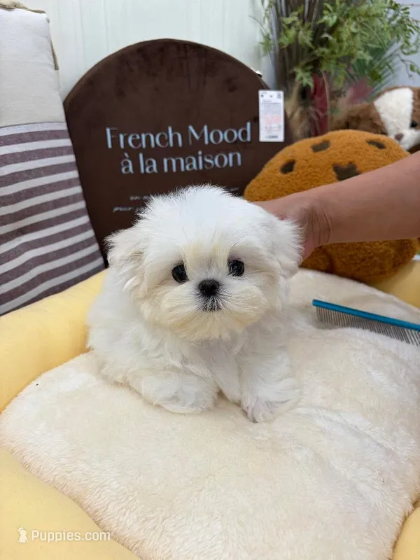 Berta – Maltese puppy for sale in San Diego, CA