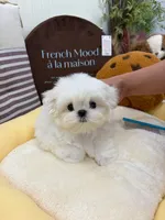 Berta, a female Maltese for sale in San Diego, CA – 1 of 2