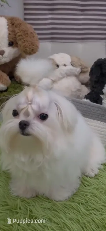 Amanda tiny korean maltese – Maltese puppy for sale in San Diego, CA