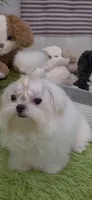 Amanda tiny korean maltese, a female Maltese for sale in San Diego, CA – 1 of 1