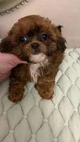 Sherry , a female Shih Tzu and Poodle - Toy  for sale in San Diego, CA – 2 of 2