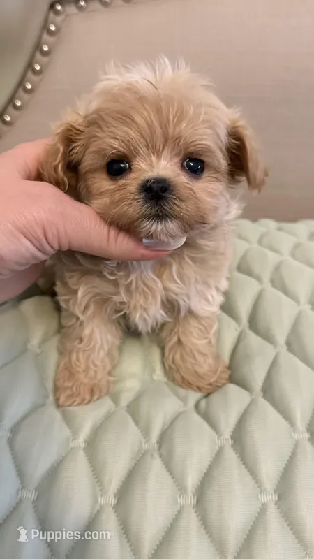 Kobalt  – Maltipoo puppy for sale in San Diego, CA