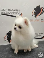 Lucia, a female Pomeranian for sale in San Diego, CA – 2 of 2