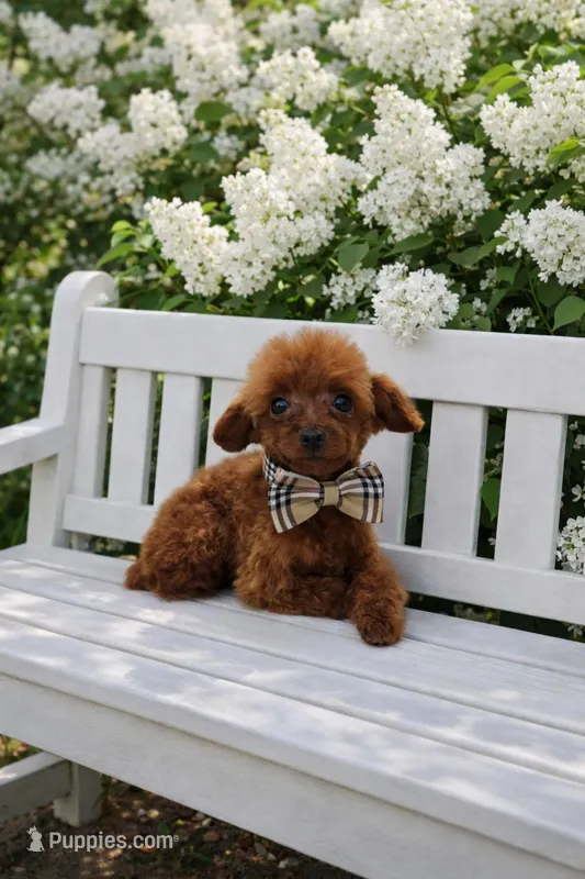 Karl  – Poodle - Toy  puppy for sale in San Diego, CA