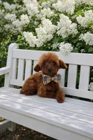 Karl , a male Poodle - Toy  for sale in San Diego, CA – 1 of 1
