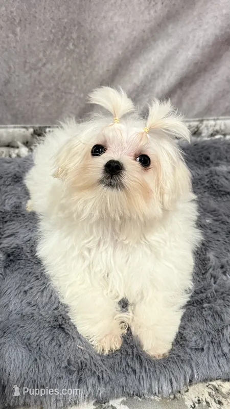 Gabby – Maltese puppy for sale in San Diego, CA