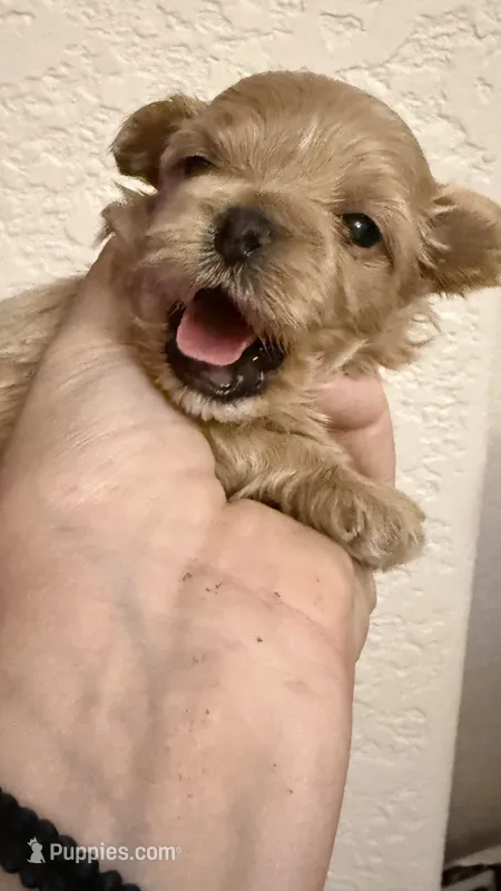 Butterfly  – Maltipoo puppy for sale in San Diego, CA