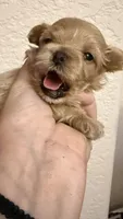 Butterfly , a female Maltipoo for sale in San Diego, CA – 1 of 2