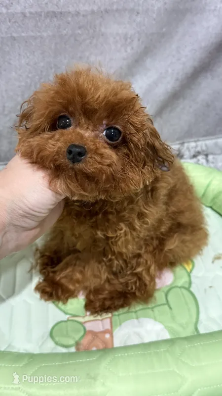 Milana  – Poodle - Toy  puppy for sale in San Diego, CA