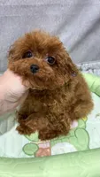 Milana , a female Poodle - Toy  for sale in San Diego, CA – 1 of 1