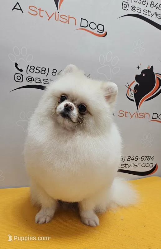 Timon  – Pomeranian puppy for sale in San Diego, CA