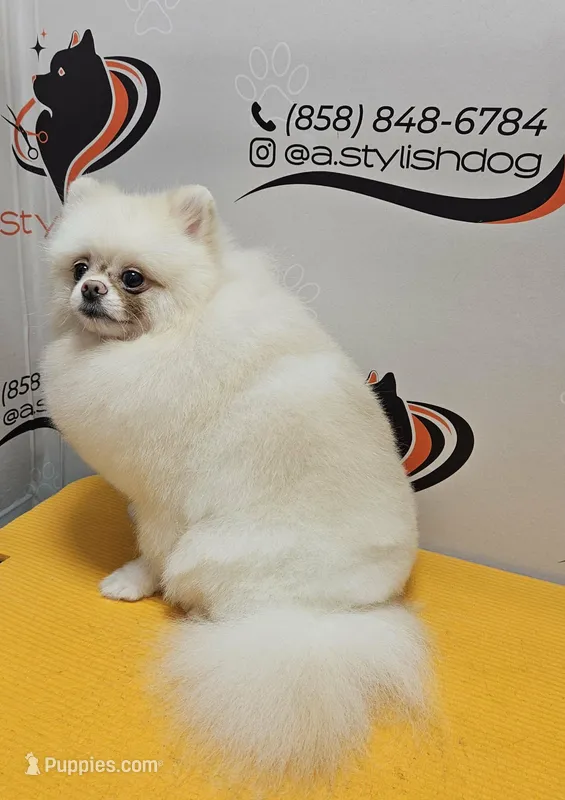 Timon  – Pomeranian puppy for sale in San Diego, CA