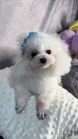 Lilya, a female Bichon Frise for sale in San Diego, CA – 5 of 5