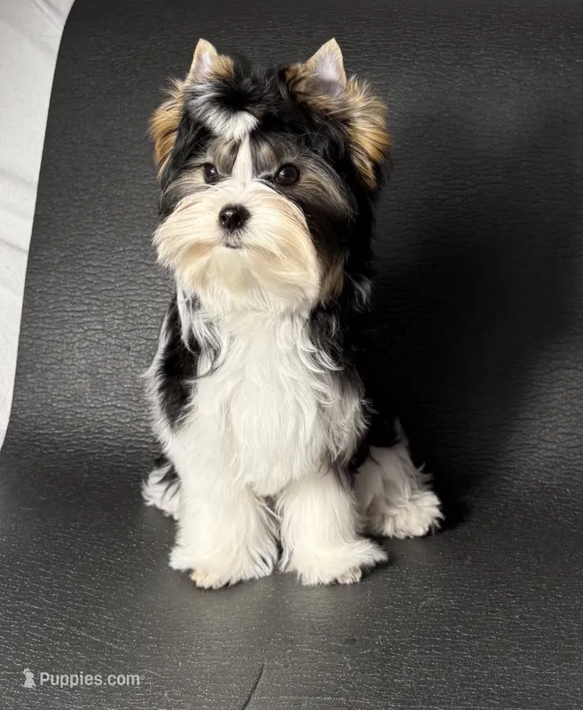 Klive – Biewer puppy for sale in San Diego, CA