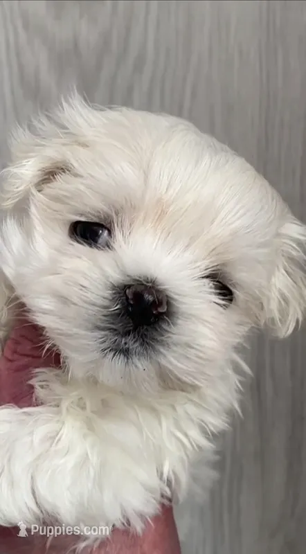 Fairy – Maltese puppy for sale in San Diego, CA