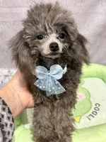Silver, a male Poodle - Toy  for sale in San Diego, CA – 1 of 1