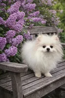 Poppy, a female Pomeranian for sale in San Diego, CA – Photo 3 of 3