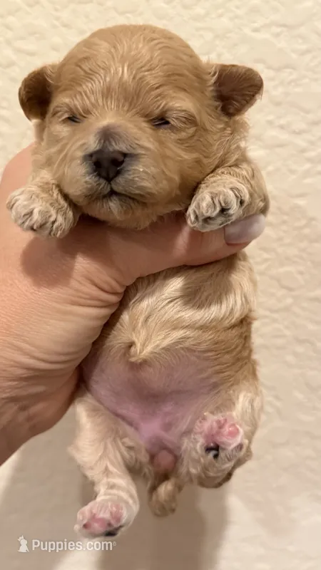 Boy – Maltipoo puppy for sale in San Diego, CA