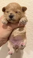 Boy, a male Maltipoo for sale in San Diego, CA – 1 of 1