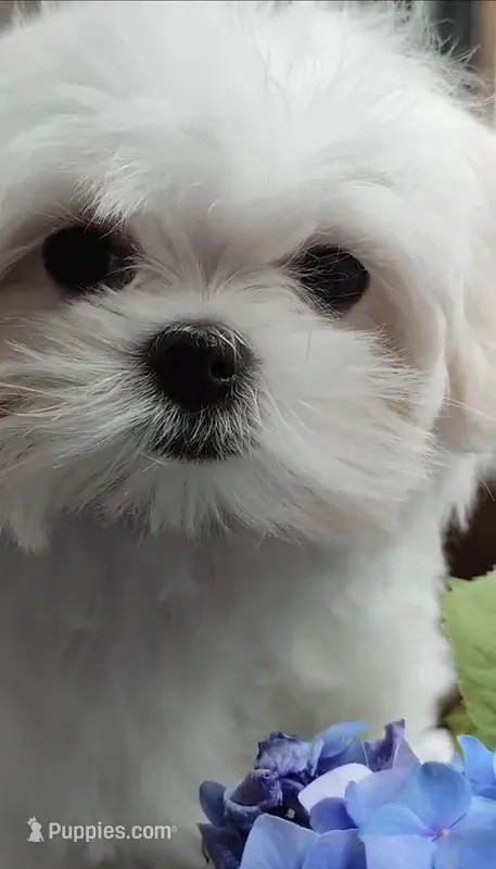 GLORIA – Maltese puppy for sale in San Diego, CA
