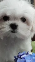 GLORIA, a female Maltese for sale in San Diego, CA – 1 of 2