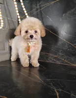 Tielor, a male Maltipoo for sale in San Diego, CA – 2 of 2