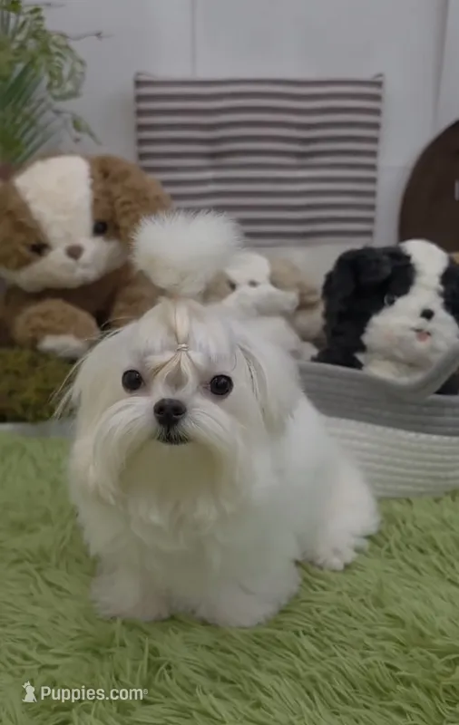Amanda – Maltese puppy for sale in San Diego, CA