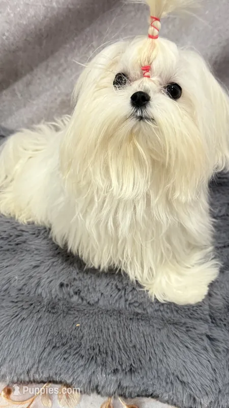 Tiny Angie – Maltese puppy for sale in San Diego, CA