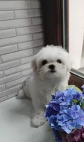 GLORIA, a female Maltese for sale in San Diego, CA – 2 of 2