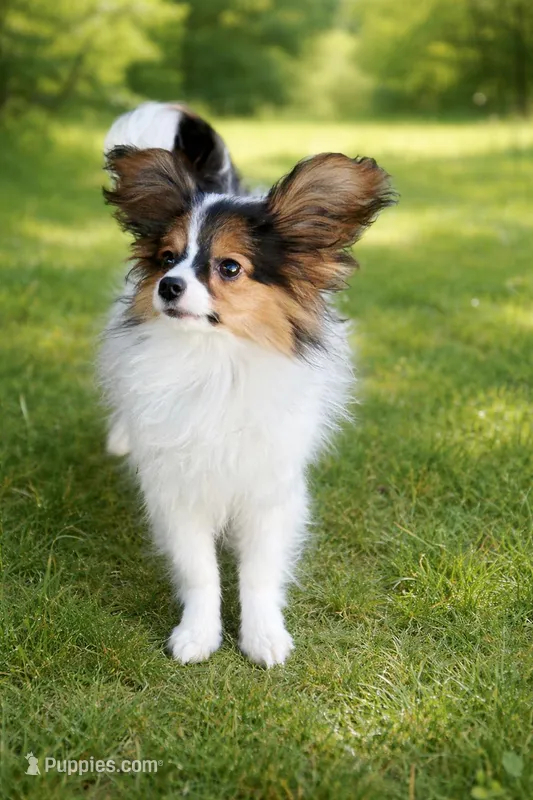 Dimka – Papillon puppy for sale in San Diego, CA
