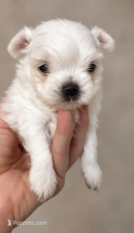 Kris – Maltese puppy for sale in San Diego, CA