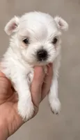 Kris, a male Maltese for sale in San Diego, CA – 1 of 1