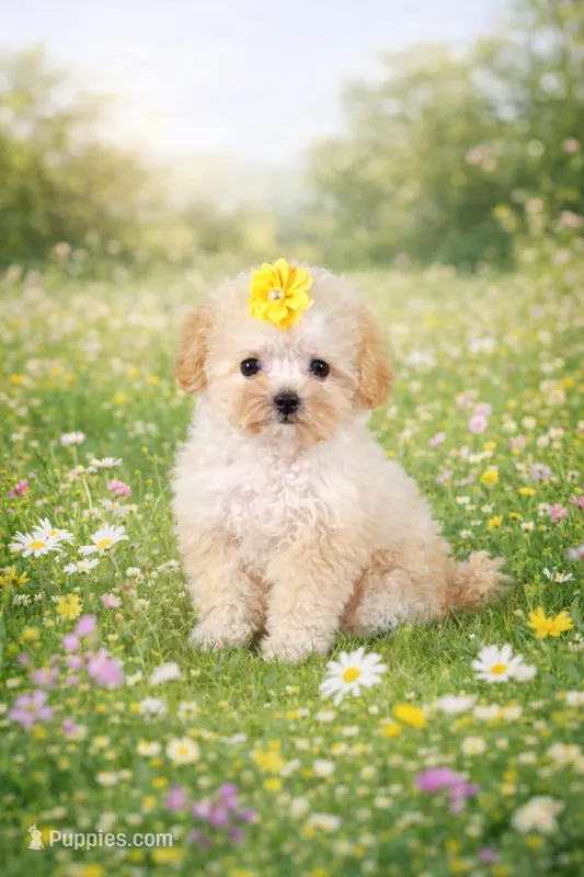 Albina – Maltipoo puppy for sale in San Diego, CA