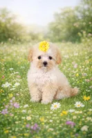 Albina, a female Maltipoo for sale in San Diego, CA – Photo 1 of 2