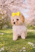 Albina, a female Maltipoo for sale in San Diego, CA – Photo 2 of 2