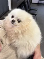 Luna, a female Pomeranian for sale in San Diego, CA – Photo 1 of 2