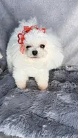 Lilya, a female Bichon Frise for sale in San Diego, CA – 4 of 5