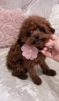 Chinese Teddy  Poodle, a male Poodle - Toy  for sale in San Diego, CA – 1 of 1