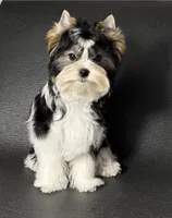 Klive, a male Biewer for sale in San Diego, CA – 2 of 2